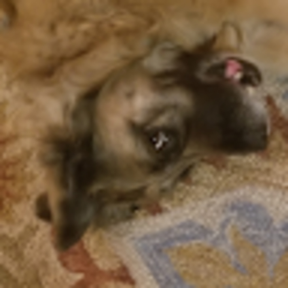 Meet your Posher, Lara